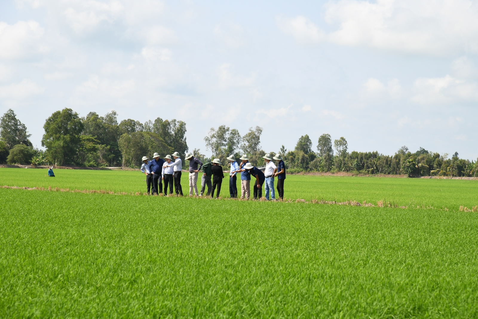 Sóc Trăng: Xây dựng mô hình canh tác lúa giảm phát thải phục vụ phát triển bền vững nguồn nguyên liệu lúa gạo xuất khẩu vùng ĐBSCL vụ Đông Xuân 2024-2025