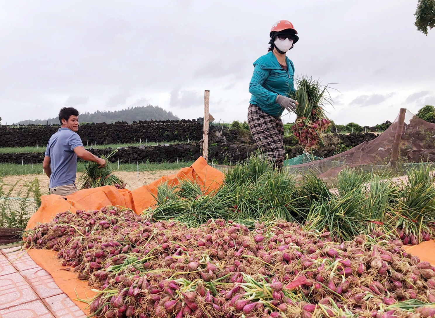 Nông dân đặc khu Lý Sơn tất bật thu hoạch hành chạy bão 12