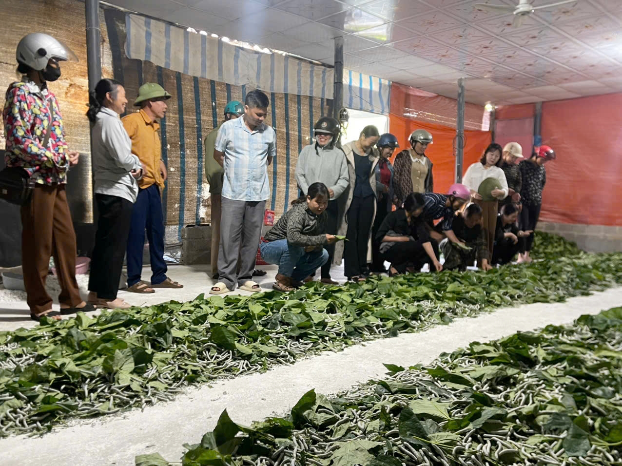 Lào Cai Phát triển nghề trồng dâu nuôi tằm theo chuỗi giá trị