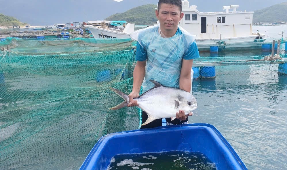 Hiệu quả mô hình sinh sản nhân tạo cá chim vây vàng quy mô công nghiệp, sạch bệnh