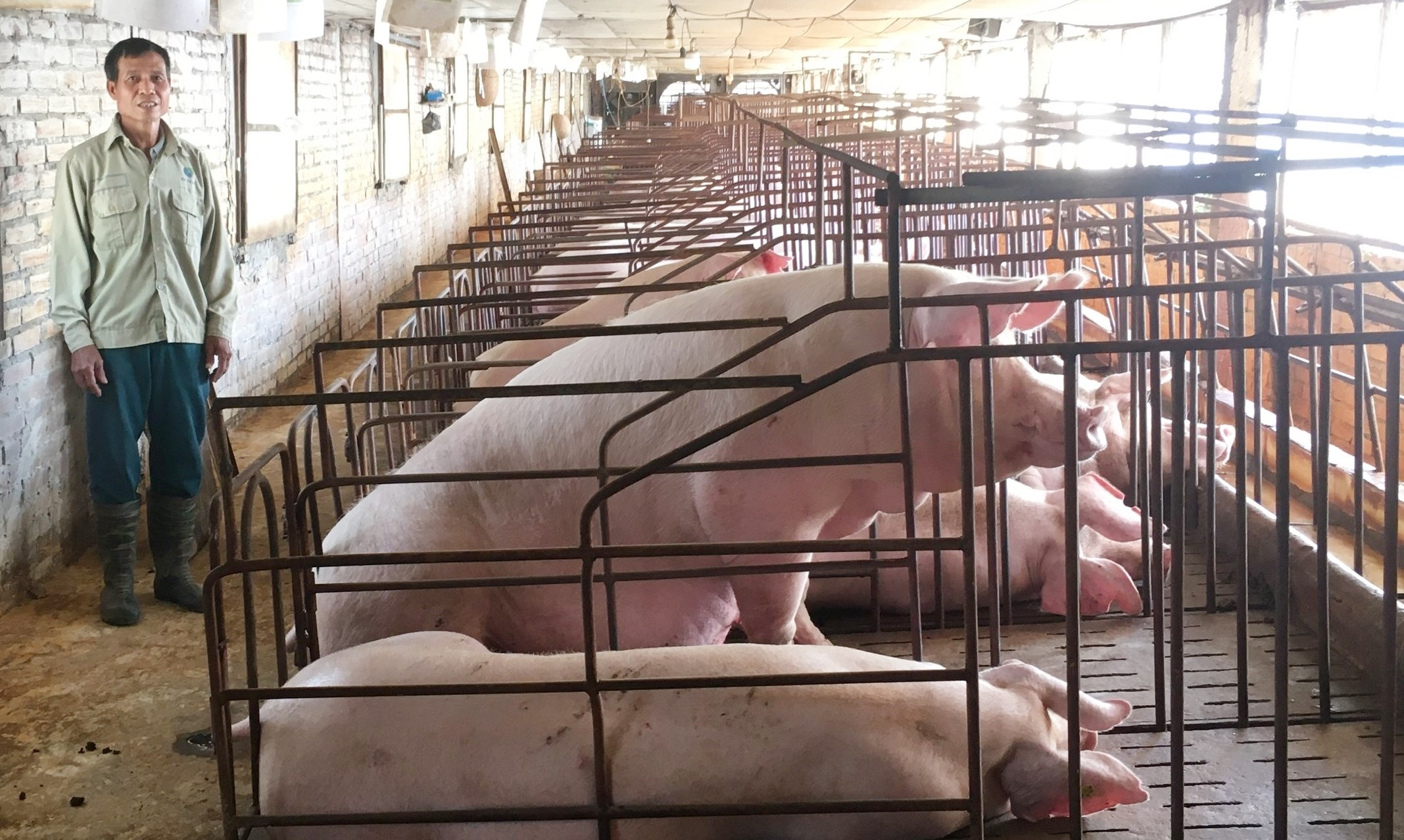 Nhiều giải pháp bảo đảm nguồn cung sản phẩm chăn nuôi cuối năm 2025 và đầu năm 2026