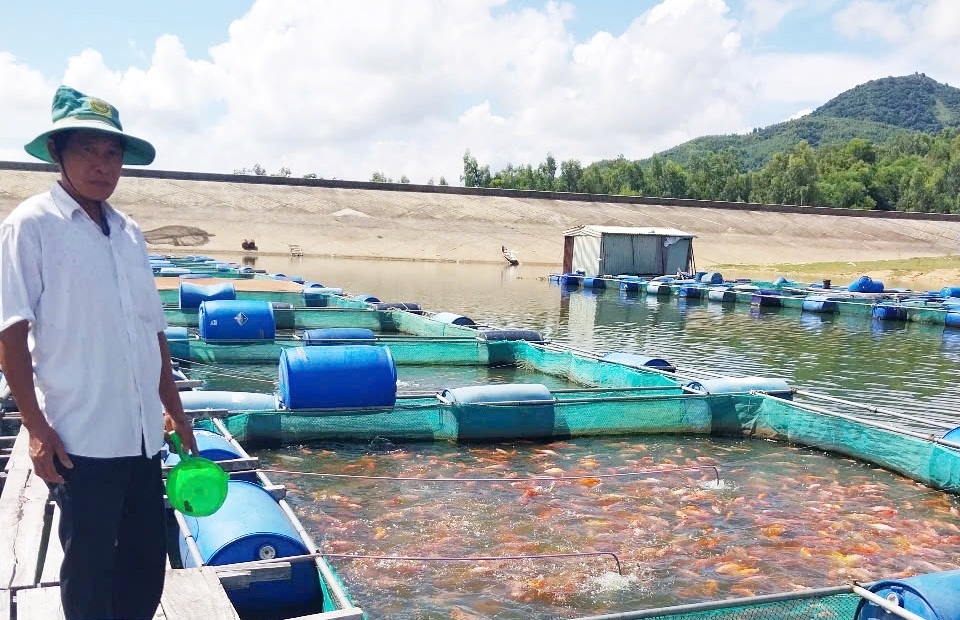 Gia Lai Mô hình nuôi cá điêu hồng thương phẩm trong lồng, bè mang lại hiệu quả kinh tế cao
