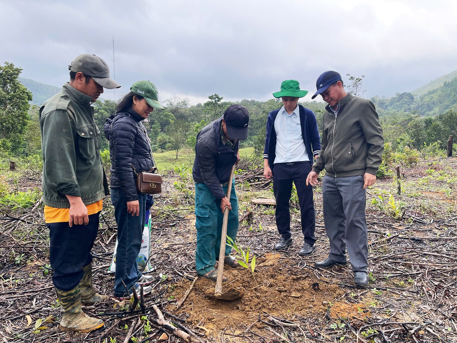 Quảng Trị Trồng rừng thâm canh keo lai góp phần giảm nghèo bền vững