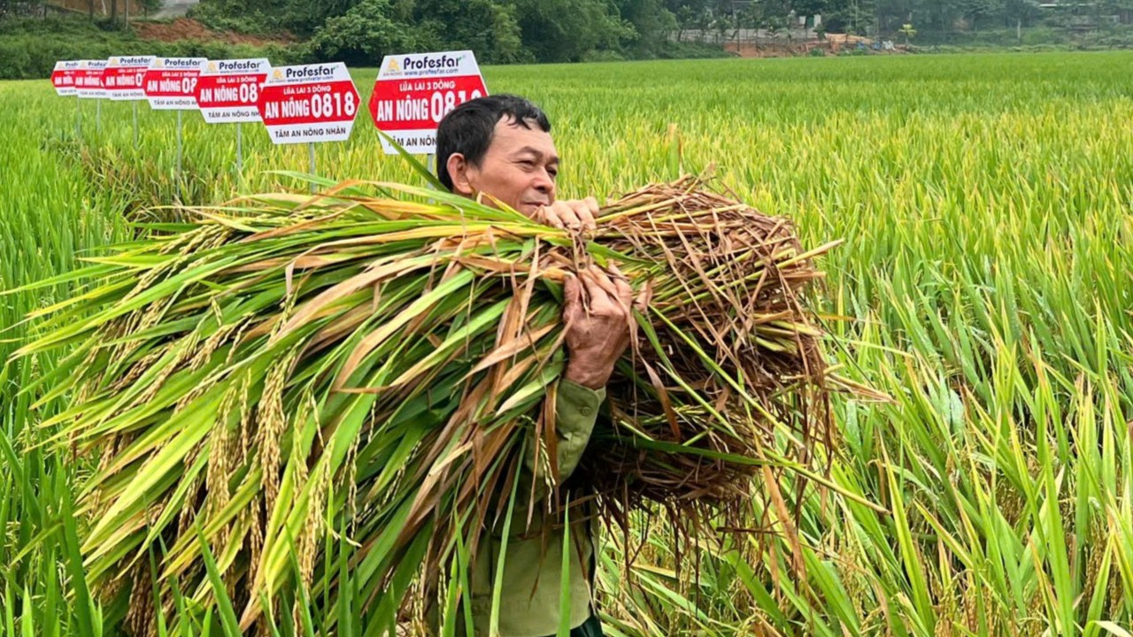 Hiệu quả từ mô hình canh tác lúa chét