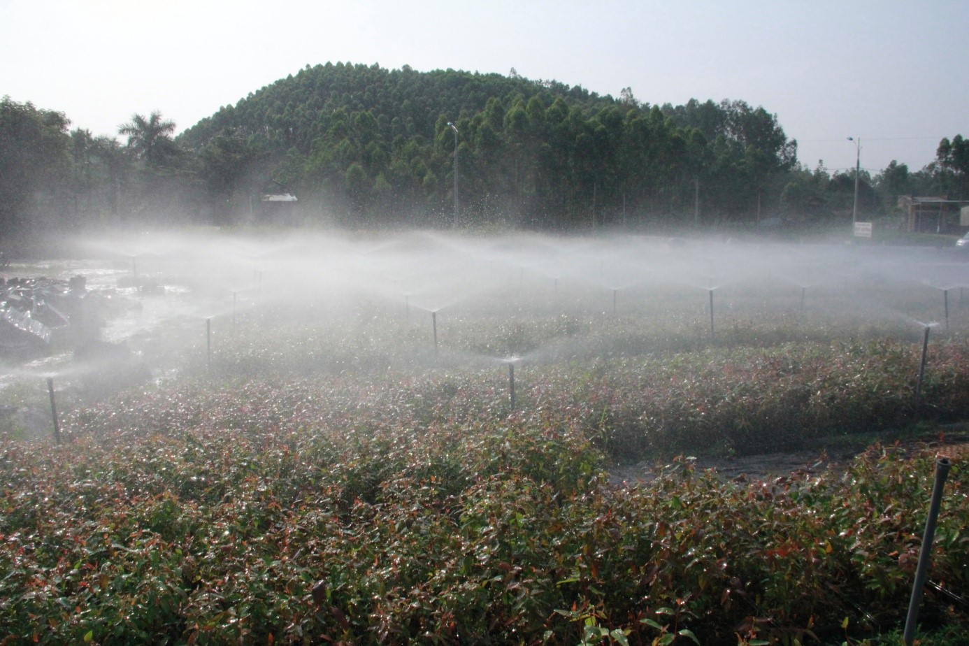 Lạng Sơn phát triển lâm nghiệp gắn với quản lý rừng bền vững