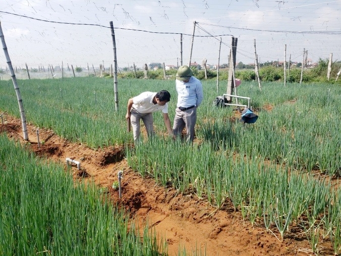 Tập huấn kỹ thuật sản xuất hành lá đạt tiêu chuẩn VietGAP góp phần khôi phục vùng trồng sau mưa bão