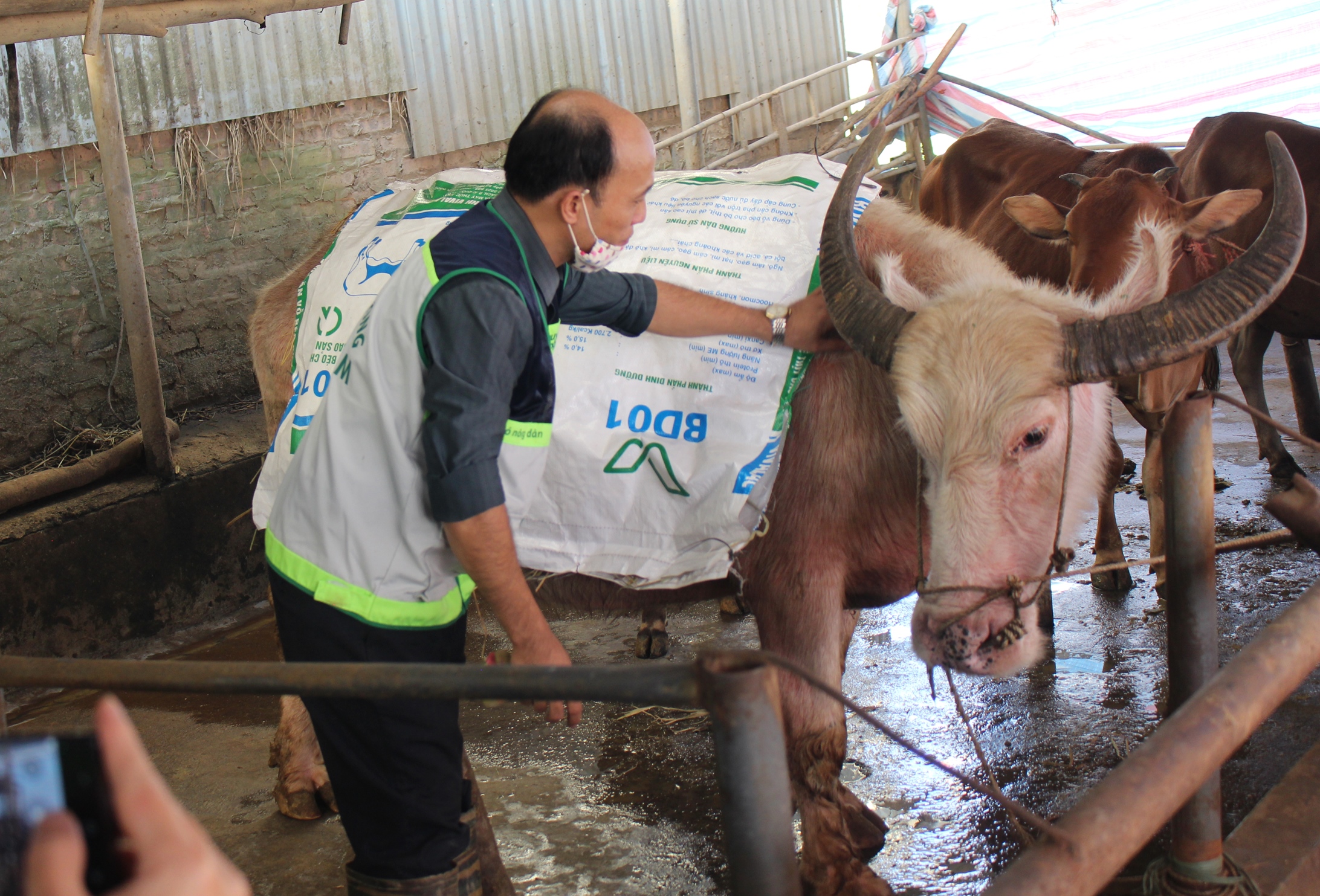 Giải pháp phòng chống rét cho gia súc trong mùa đông