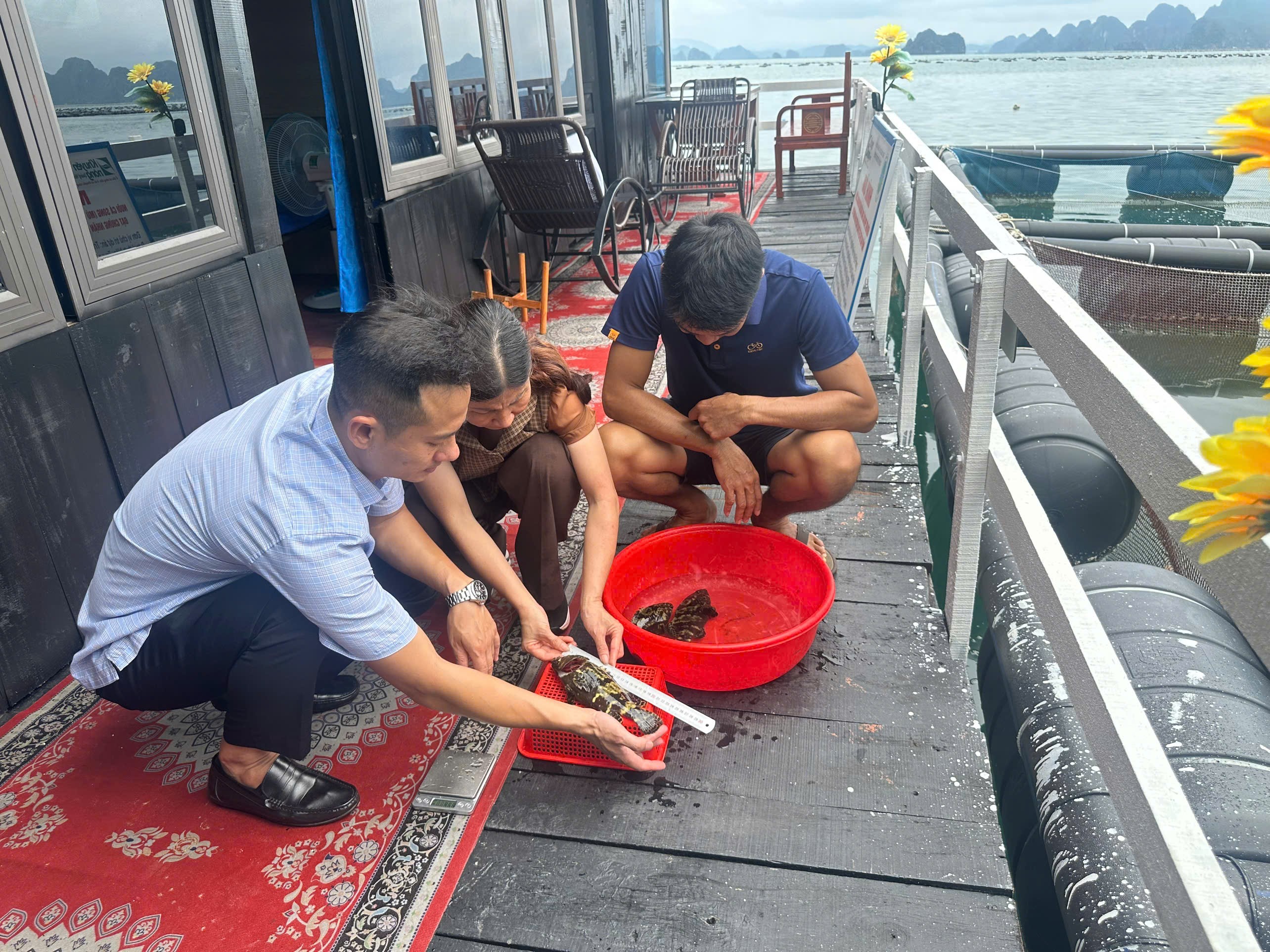 Hải Phòng Sơ kết dự án nuôi cá mú trân châu bằng lồng HDPE đạt chứng nhận VietGAP năm 2025