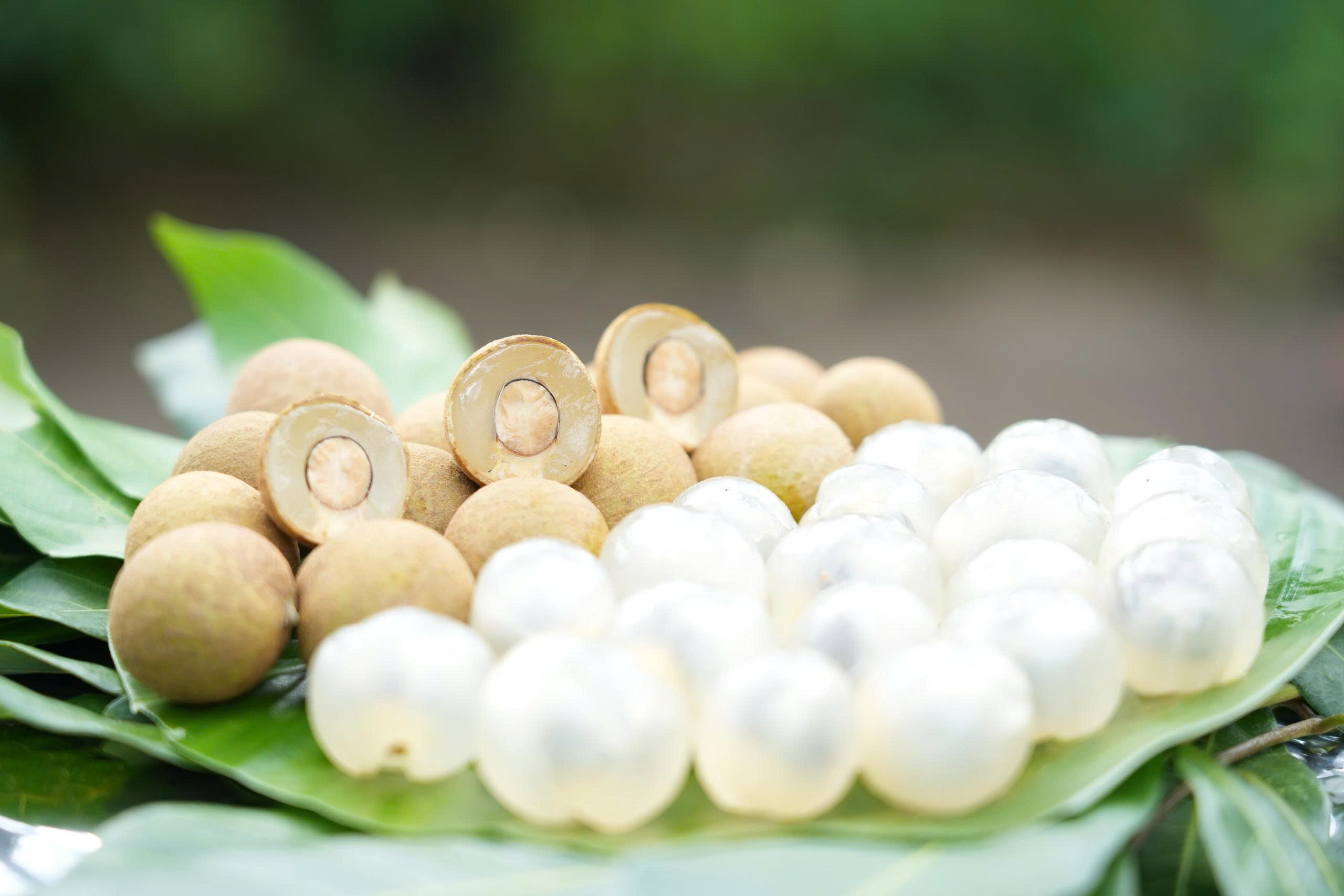 Kỹ thuật trồng nhãn Ánh vàng 205 theo tiêu chuẩn VietGAP