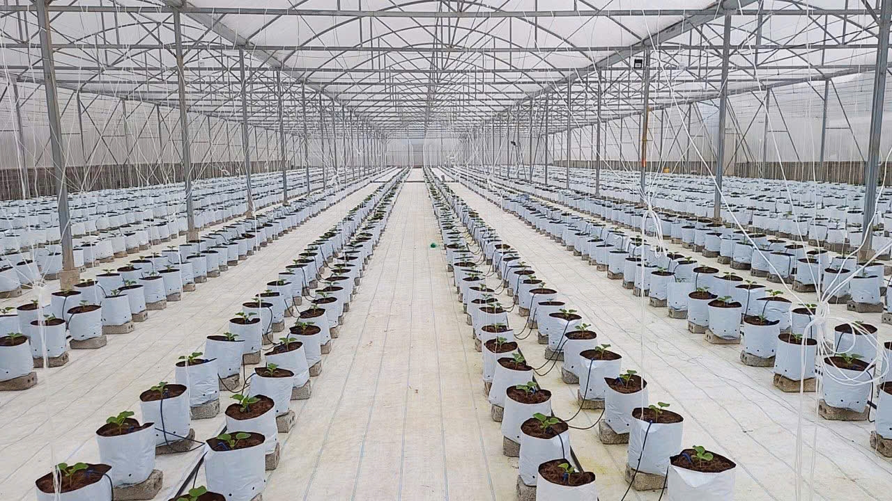 Làm chủ công nghệ trồng dưa lưới trong nhà màng