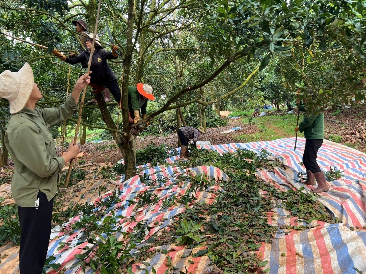 Lâm Đồng Kết quả dự án xây dựng mô hình thâm canh cây mắc ca theo tiêu chuẩn VietGAP năm 2025