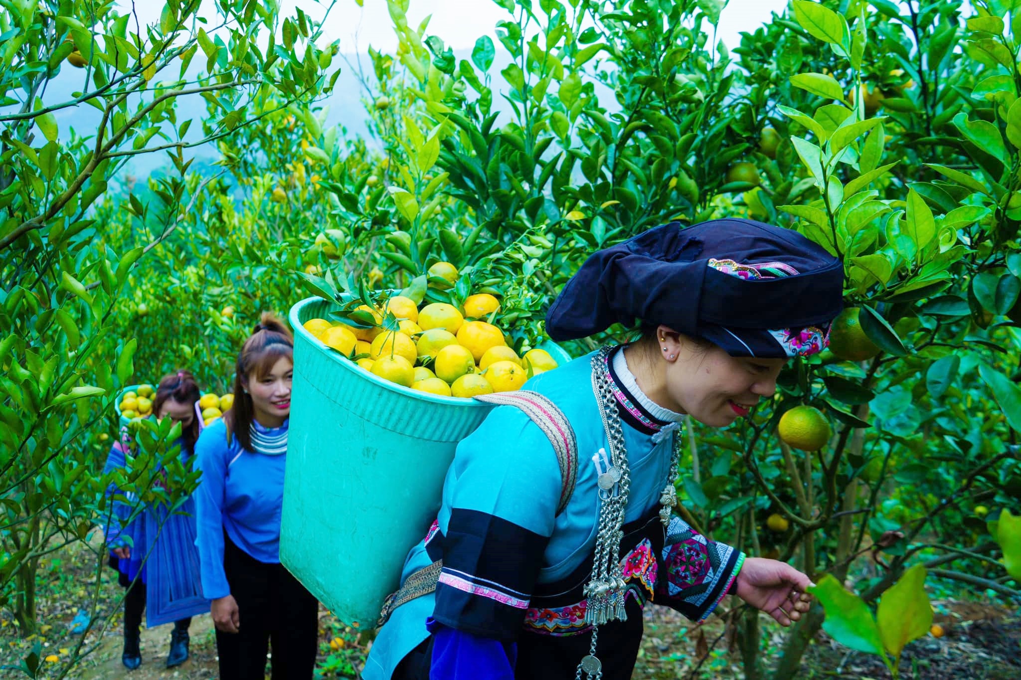 Hương quýt nơi biên cương