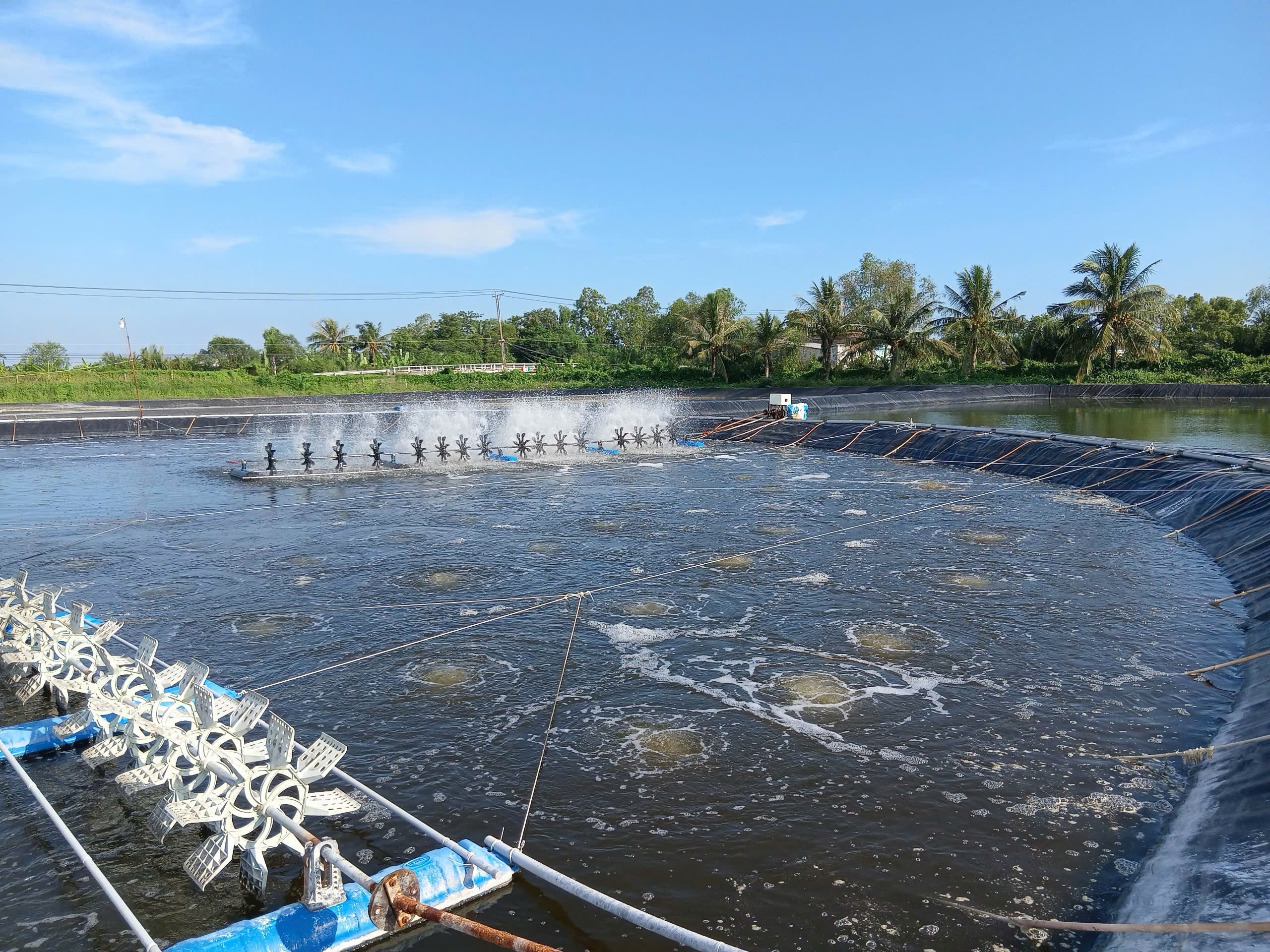 Xây dựng mô hình chuỗi liên kết sản xuất tôm thẻ chân trắng đảm bảo chất lượng xuất khẩu góp phần phát triển thương hiệu tôm Việt