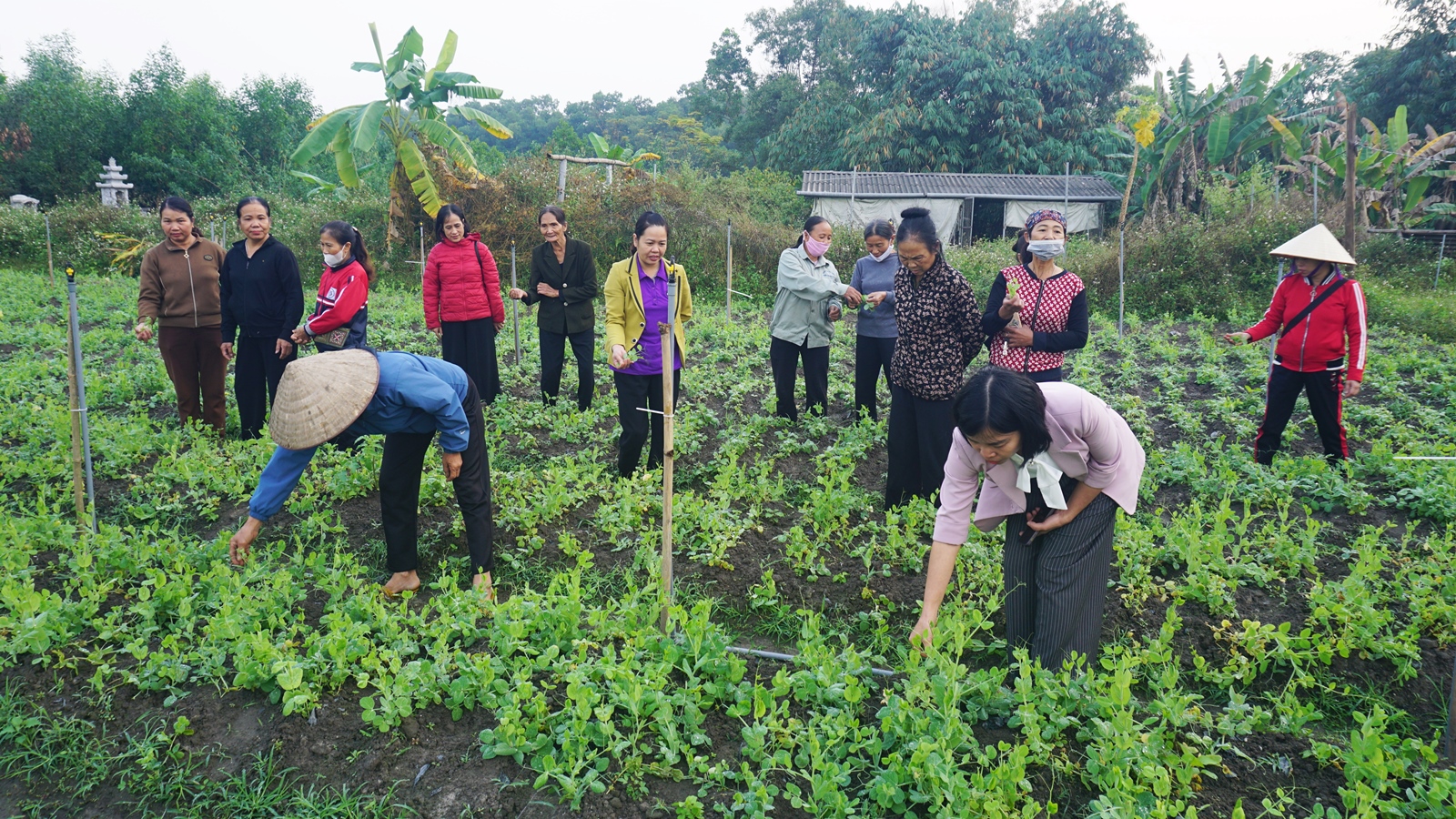 Thái Nguyên Tổng kết mô hình sản xuất rau vụ đông chất lượng cao theo hữu cơ gắn với liên kết tiêu thụ sản phẩm năm 2025