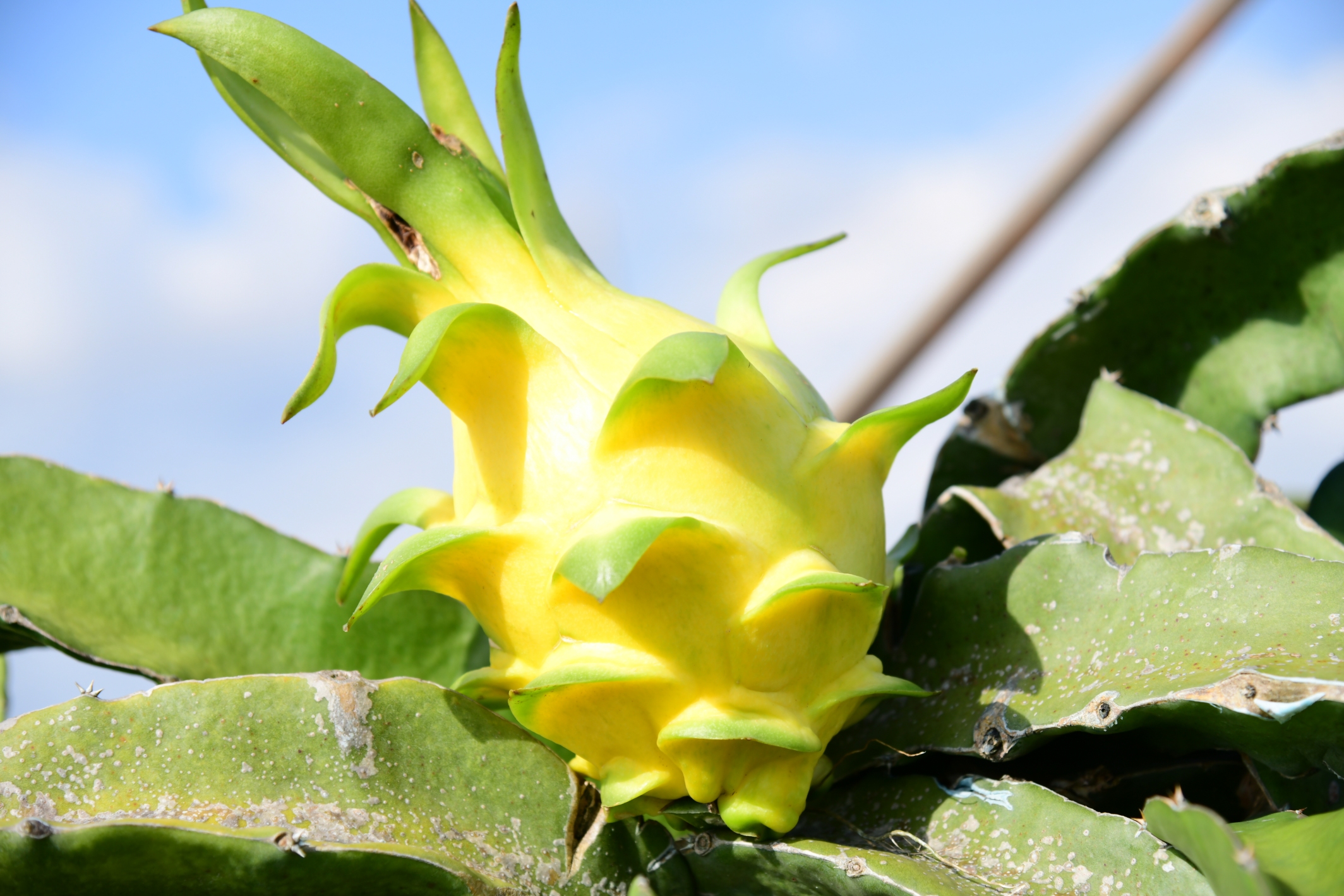 Ngắm vườn thanh long đạt chứng nhận GlobalGAP