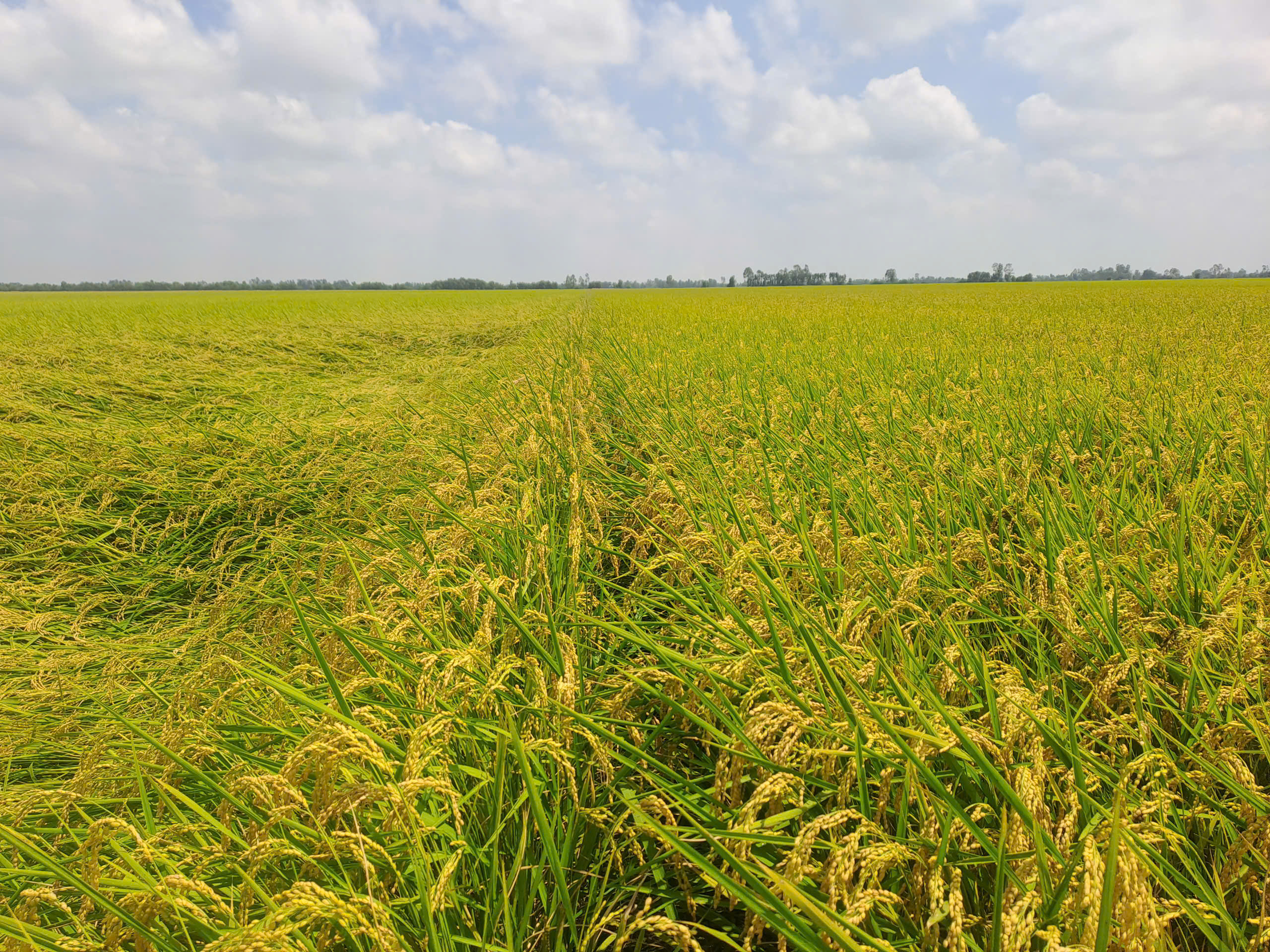 KHUYẾN NÔNG 2025 DẤU ẤN ĐỒNG HÀNH CÙNG NÔNG DÂN VÀ KHÁT VỌNG NÔNG NGHIỆP XANH