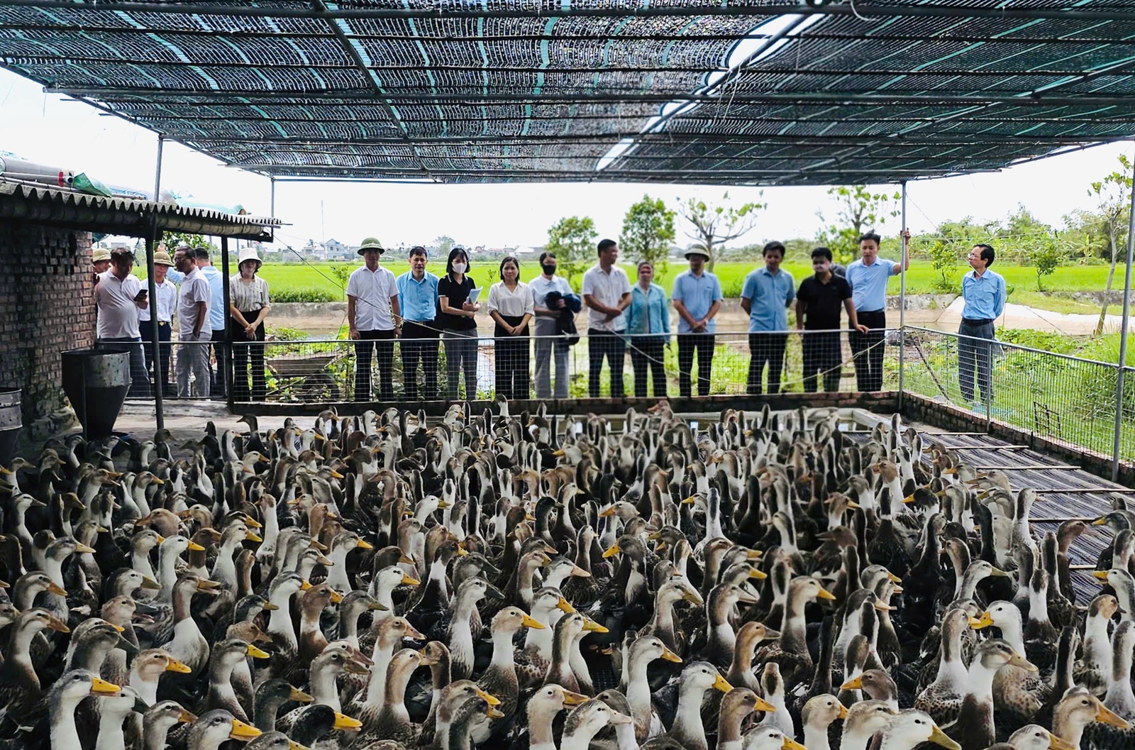 Kết quả nổi bật công tác khuyến nông lĩnh vực chăn nuôi năm 2025