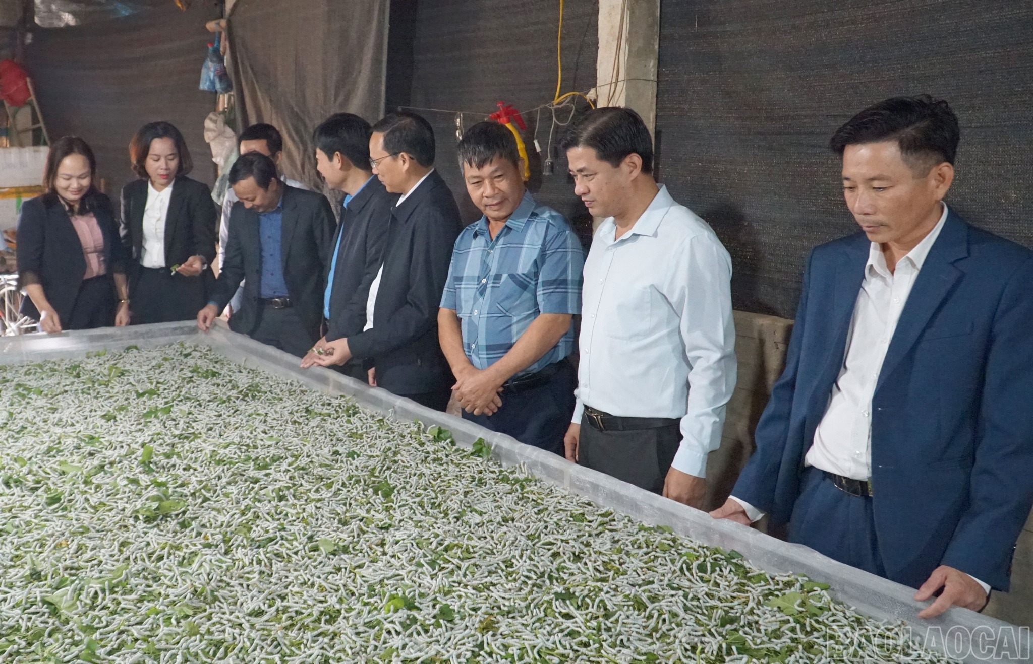 Đồng hành cùng nông dân giữ nghề trồng dâu, nuôi tằm ở Lào Cai