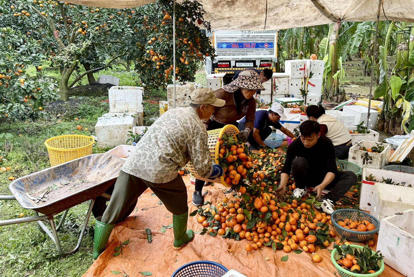Hiệu quả từ mô hình trồng cam Canh