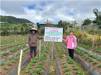 Lâm Đồng Chuyển đổi trồng dâu tây giúp cải thiện sinh kế cho đồng bào dân tộc thiểu số