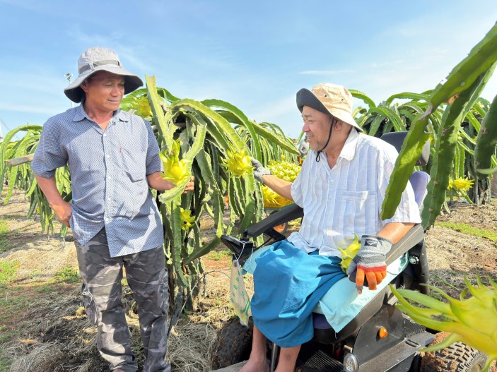 Người nông dân “tàn nhưng không phế” với thanh long chuẩn GlobalGAP