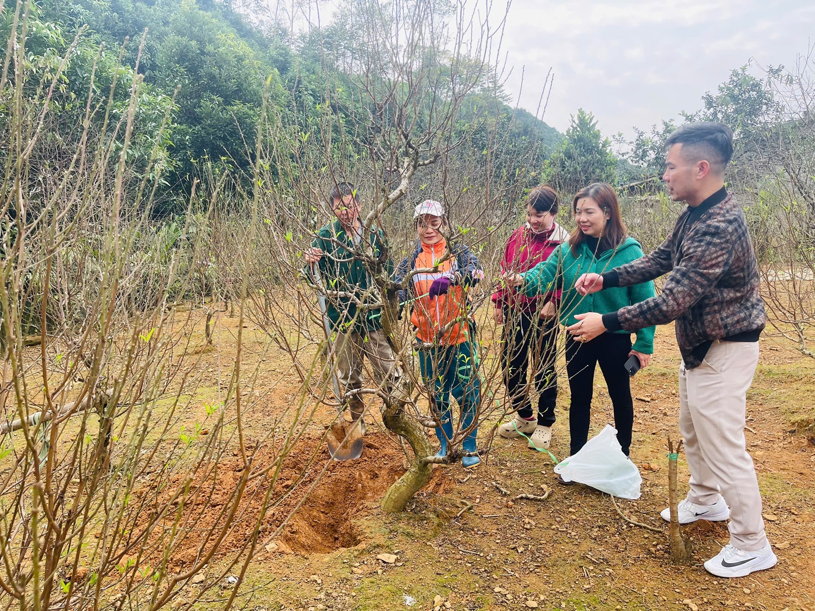 Nhộn nhịp thị trường hoa đào tết - Khách săn gốc đẹp từ sớm