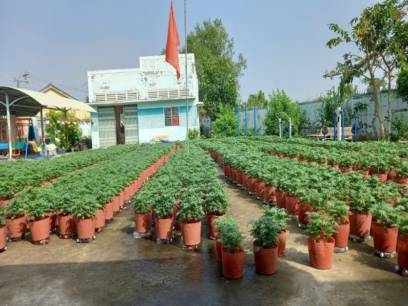 Vĩnh Long Trồng hoa tết kiếm thêm thu nhập