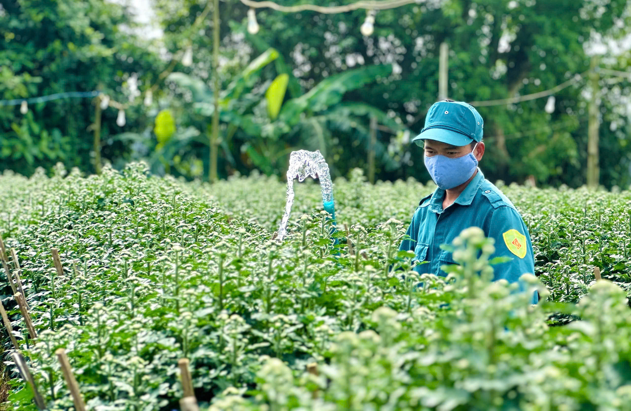 Thủ phủ hoa cúc miền Trung kì vọng vụ Tết thắng lợi