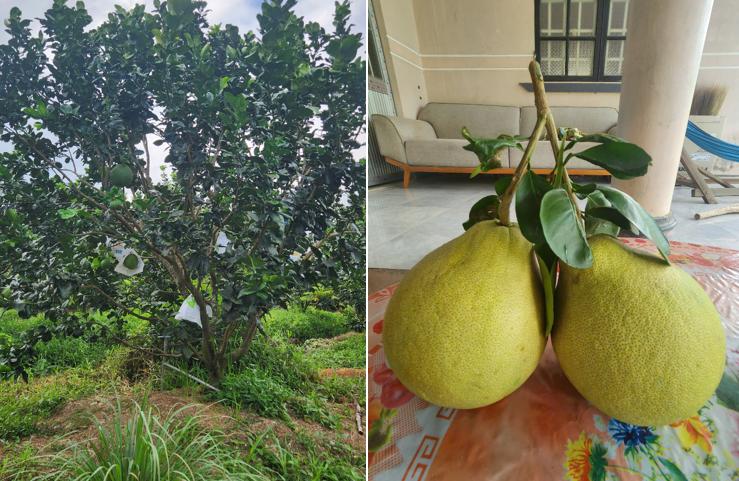 Vĩnh Long Người trồng bưởi tất bật chuẩn bị cho thị trường Tết