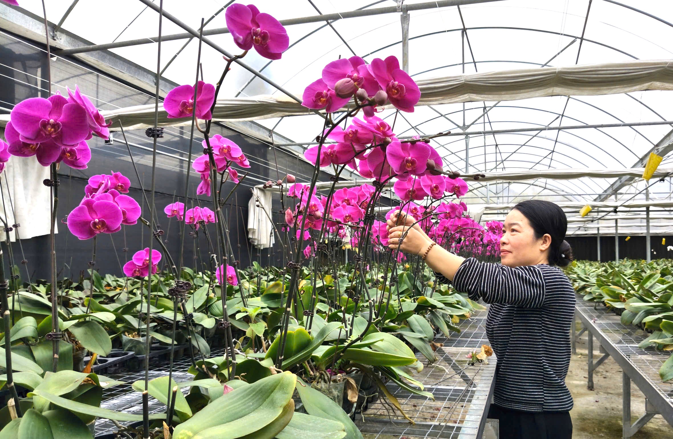 Quảng Trị Trồng hoa công nghệ cao trên đỉnh Sa Mù