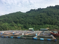 Những lưu ý cần thiết để giảm thiệt hại cho người nuôi cá lồng bè trong thời điểm giao mùa