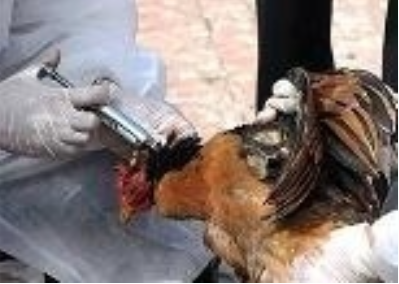 Bảo quản và sử dụng vắc xin trong chăn nuôi