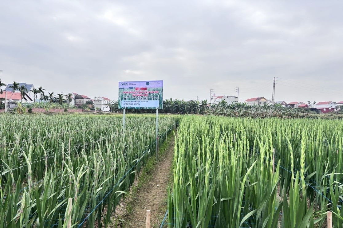 Quảng Ninh Hiệu quả từ mô hình sản xuất giống hoa lay ơn mới