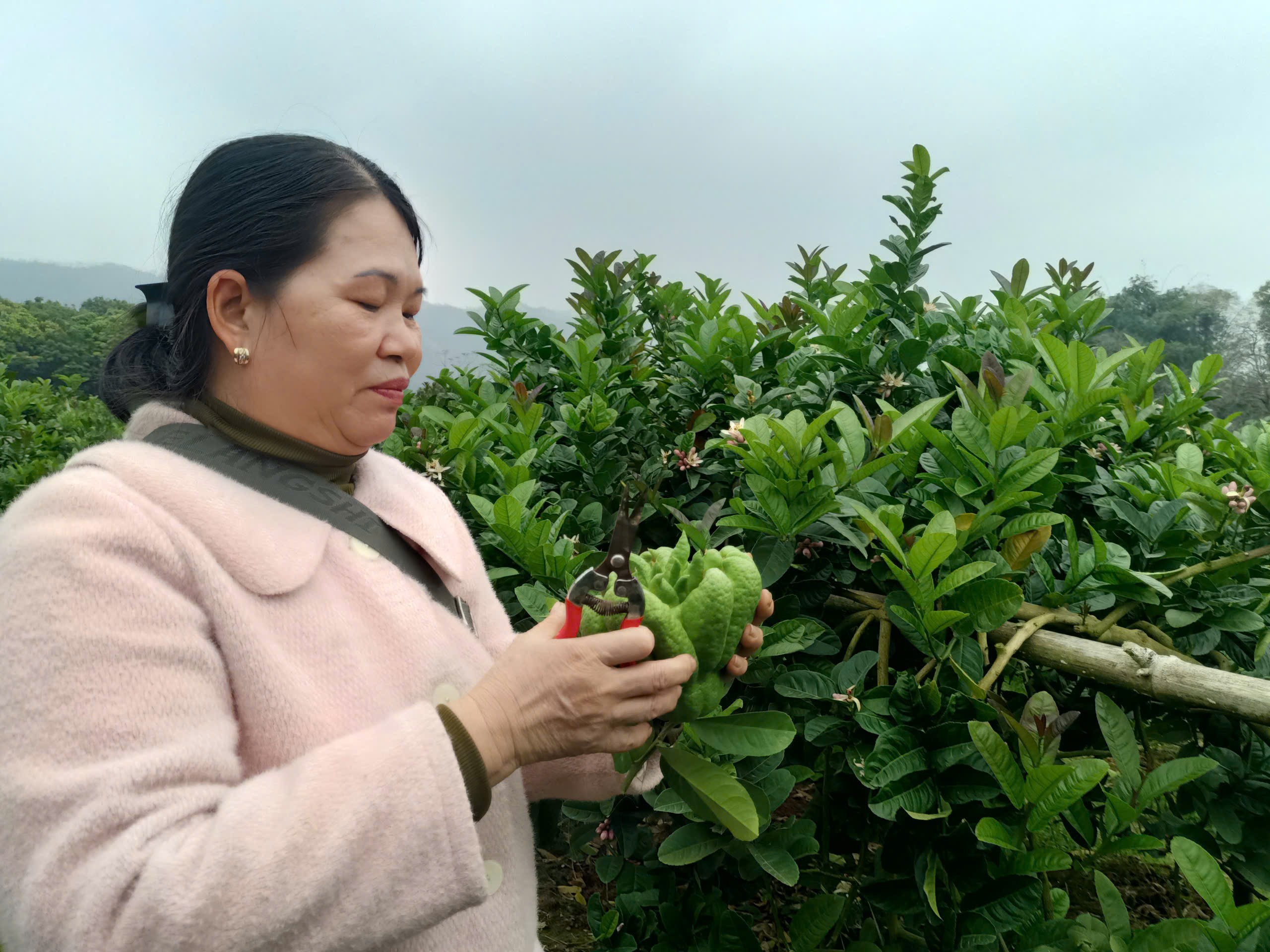 Phật thủ trĩu quả đón Tết Bính Ngọ 2026