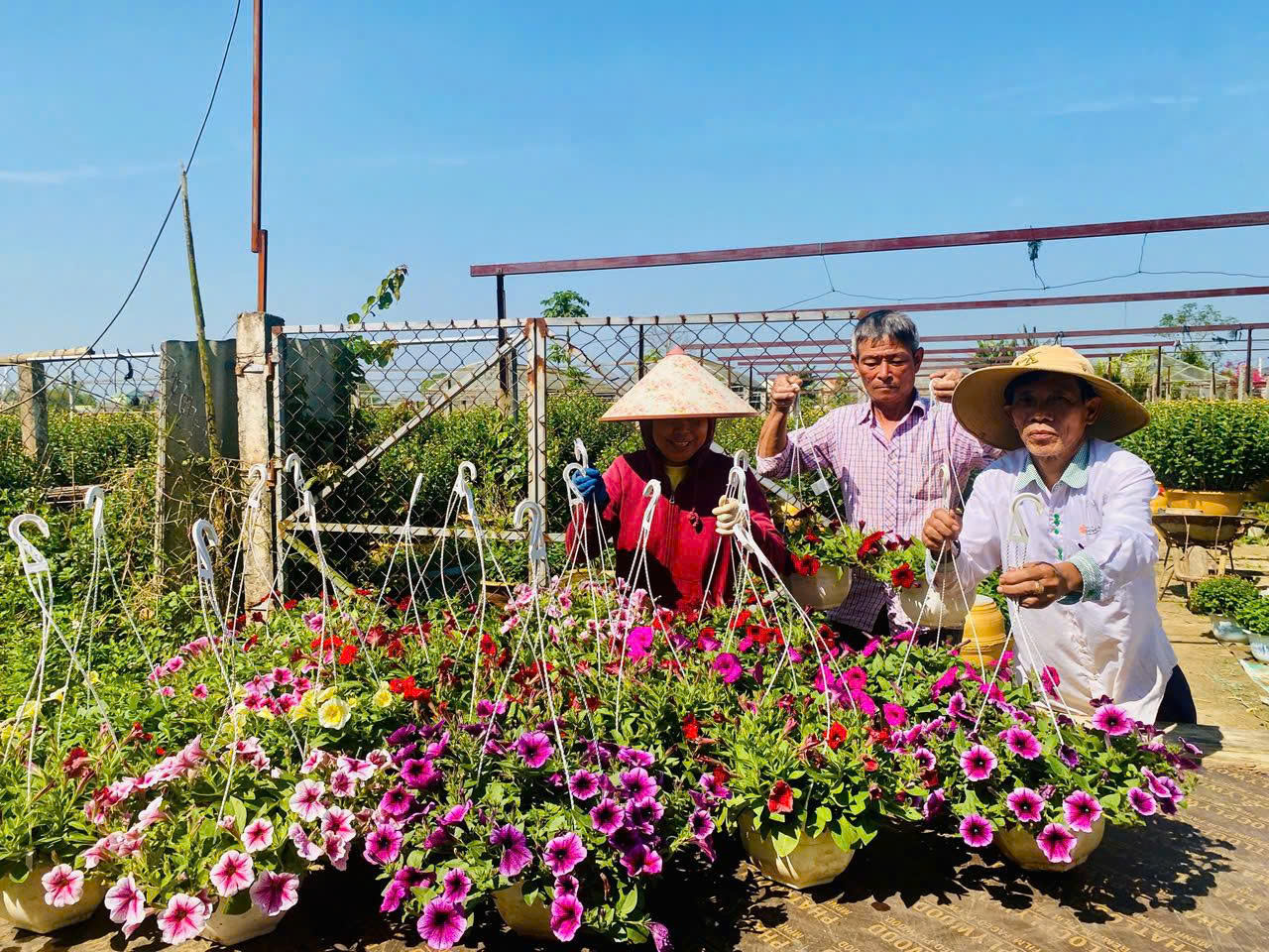 Làng hoa An Lạc - Rực rỡ sắc xuân, gìn giữ nghề truyền thống