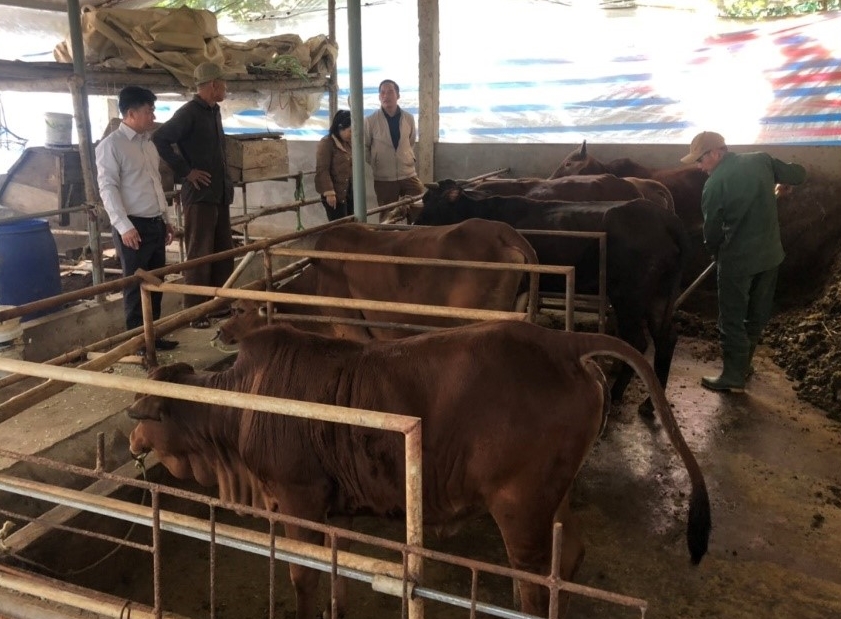 Tăng cường công tác phòng, chống dịch bệnh trên đàn vật nuôi