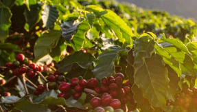 Triển vọng nguồn cung cà phê toàn cầu
