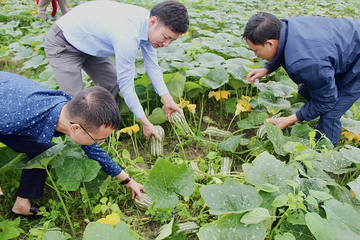 Hà Tĩnh Thành công mô hình trồng bí đỏ hữu cơ đầu tiên trên đất Mai Hoa