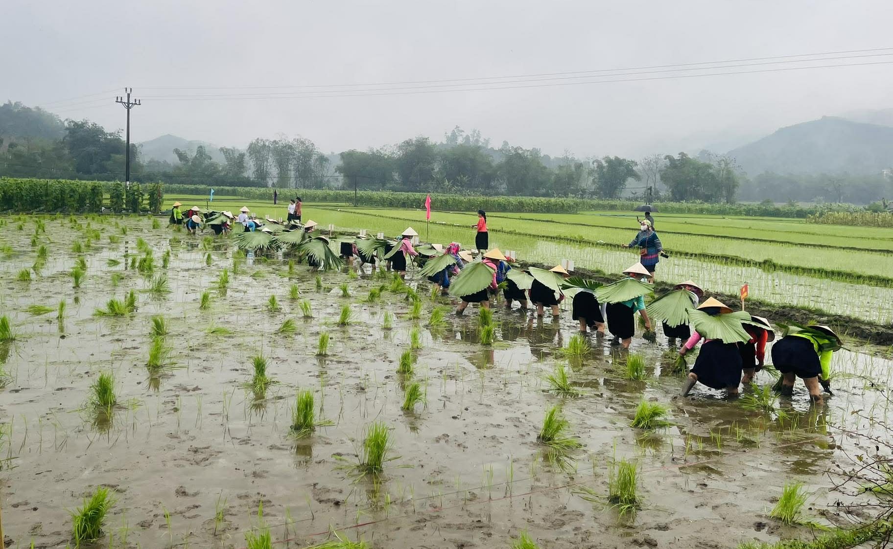 Lào Cai Sôi nổi Hội thi cấy lúa kỳ vọng một vụ mùa thắng lợi