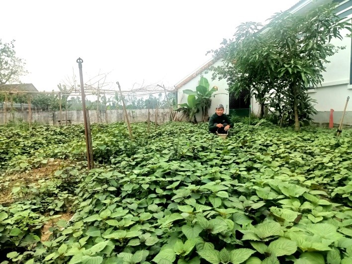 Hiệu quả mô hình chuyển đổi trồng rau gia vị tại xã Đại Huệ, tỉnh Nghệ An