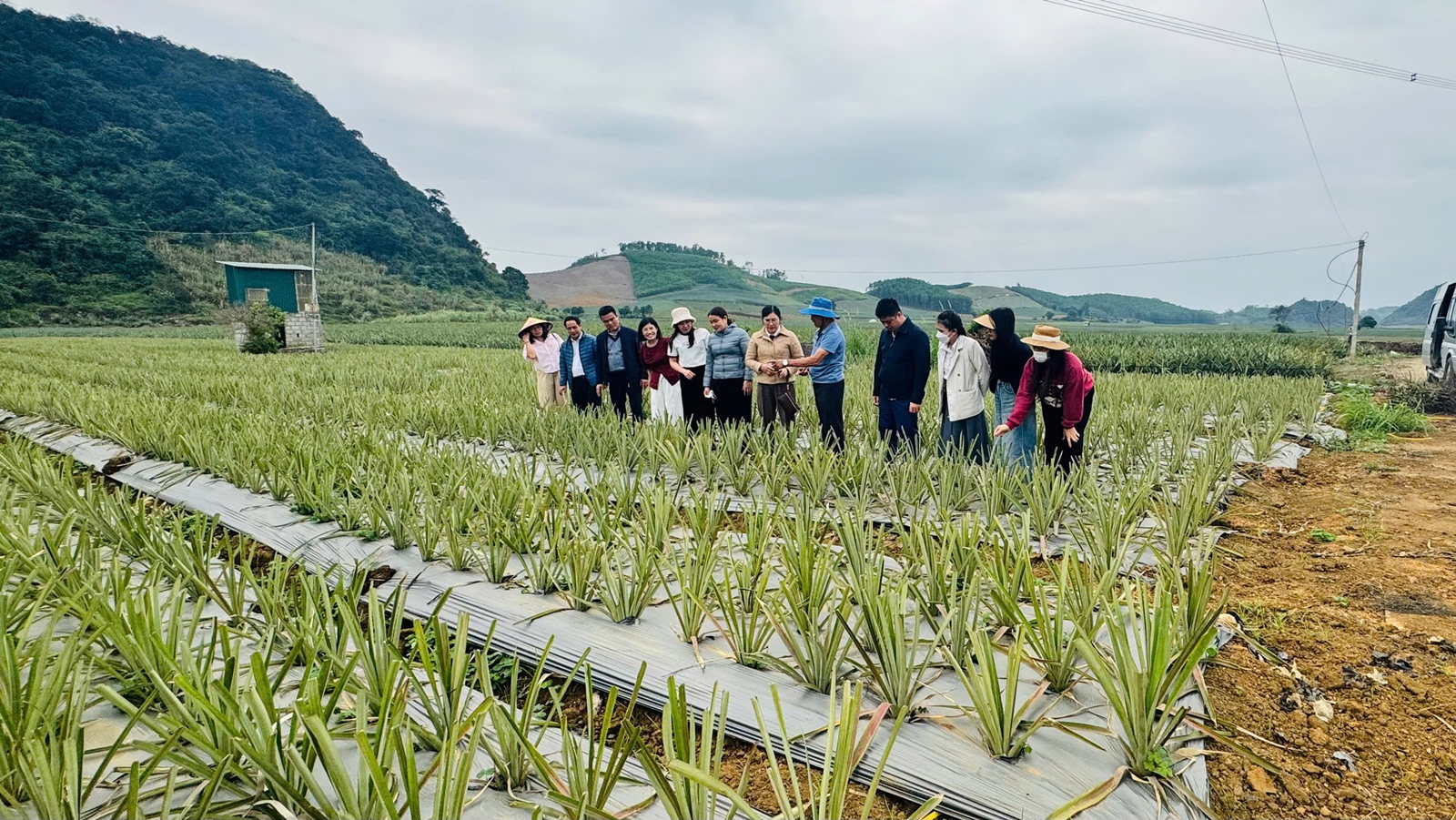 Yên tâm trồng dứa, na khi đã liên kết với doanh nghiệp