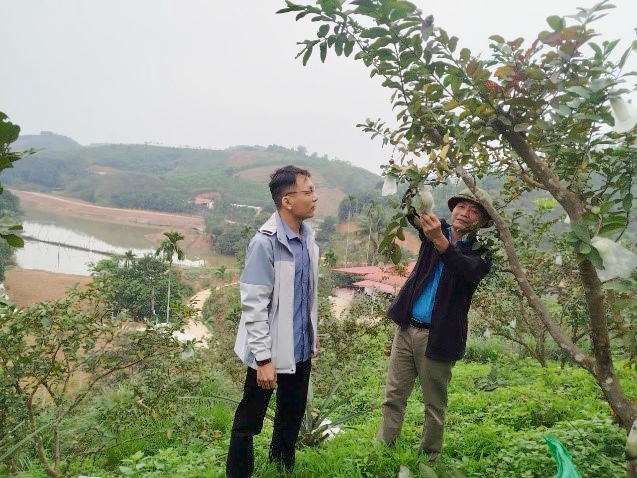 Trồng ổi Bo Đài Loan hướng hữu cơ cho thu nhập ổn định