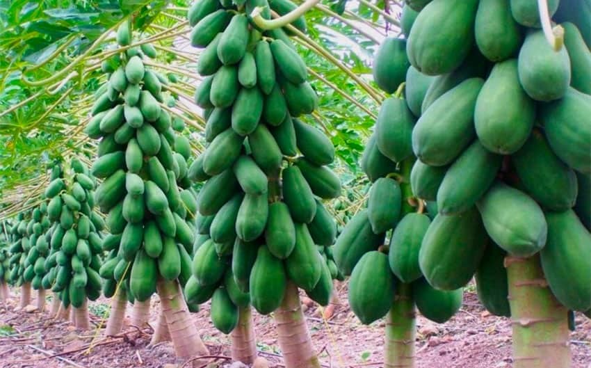 Trồng đu đủ tại Mexico Giải pháp canh tác thông minh đáp ứng nhu cầu thị trường xuất khẩu