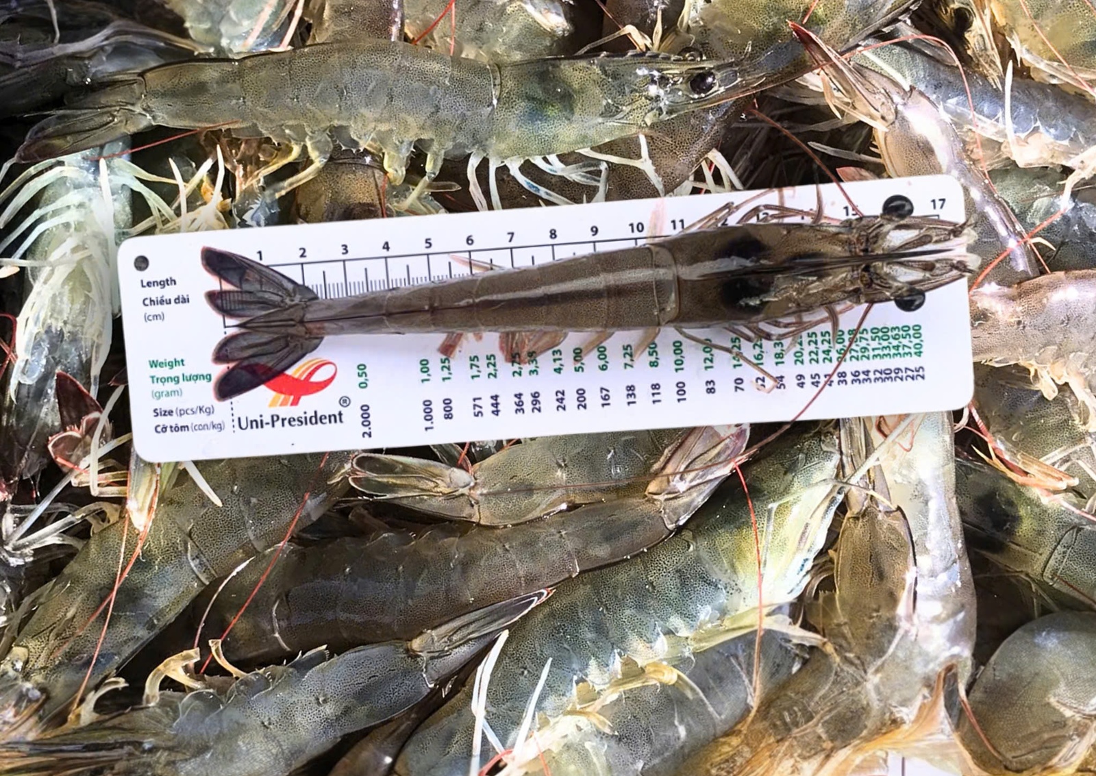 Tây Ninh Ứng dụng công nghệ số, tự động hóa nâng cao hiệu quả nuôi trồng thủy sản