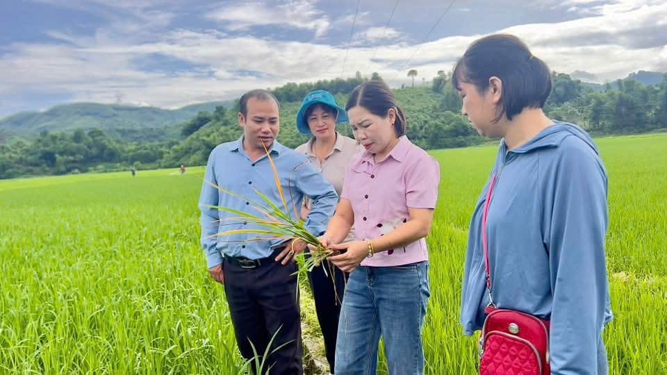 Nông dân Lào Cai chủ động “canh đồng”, kiểm soát sâu bệnh trên lúa