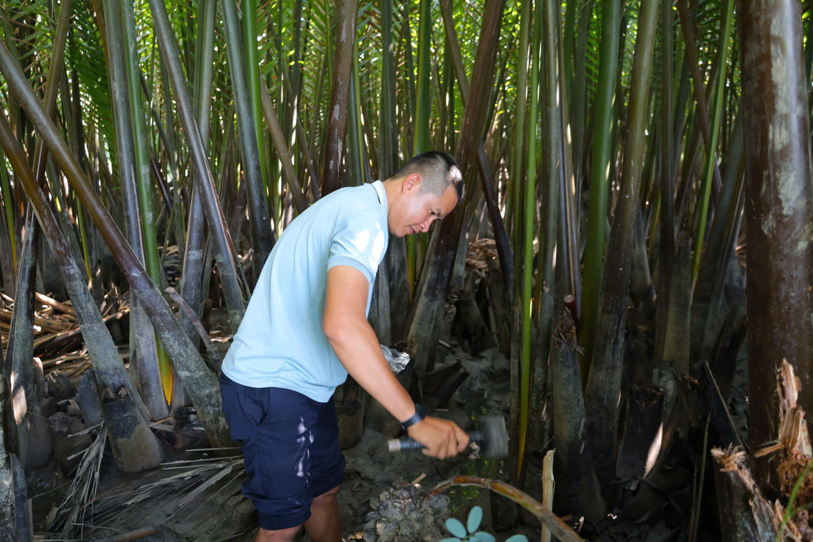 Hành trình ươm “mật ngọt” giữa rừng dừa nước xứ Quảng