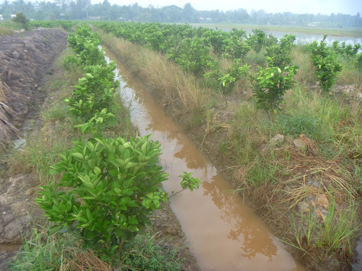 Hướng dẫn phòng trừ bệnh vàng lá thối rễ trên cây có múi