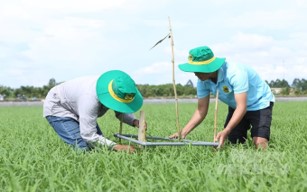 Đề án 1 triệu hecta mang thịnh vượng đến cho người trồng lúa