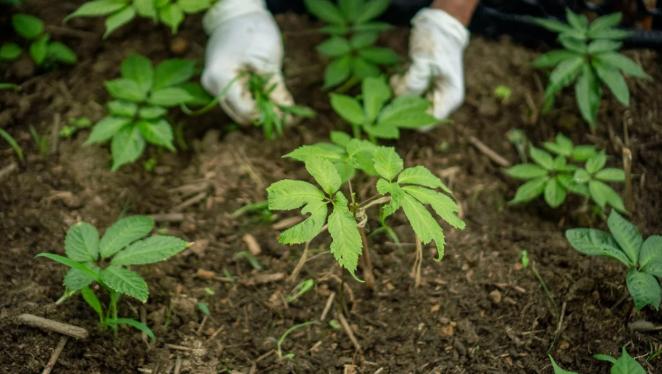 Kỹ thuật nhân giống và trồng sâm Lai Châu