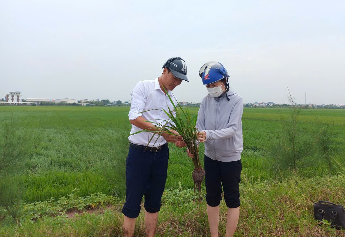 Biện pháp khắc phục úng ngập sau mưa bão đối với cây lúa